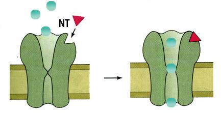 MECANISMOS DE AÇAO DOS NT Há dois tipos de receptores pós-sinápticos 1) Receptor