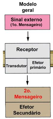 COMUNICAÇAO VIA 2º MENSAGEIRO Exemplo Fenda sináptica Membrana Pós-sináptica NT Receptor