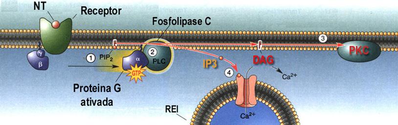 5-HT Outros 2o mensageiros A Prot G, Fosfolipase C, IP3 e DAG Receptor metabotrópico MECANISMO O NT estimula, através da proteína G, a Fosfolipase C (PLC) enzima que hidrolisa o inositol fosfolipídio