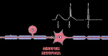 Potencial pós-sinaptico NT PA O NT pode causar na membrana pós: POTENCIAL PÓS-SINAPTICO EXCITATÓRIO a)