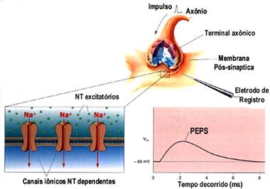 A) PEPS O NT é EXCITATÓRIO Causa despolarização na