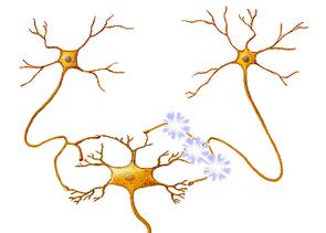 As sinapses neuromusculares são diferentes das sinapses nervosas.