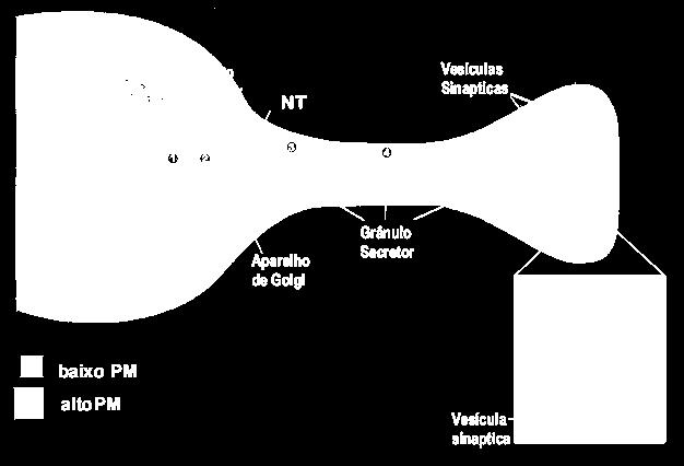As vesículas são transportadas e armazenadas nos terminais nervosos de onde são secretadas.