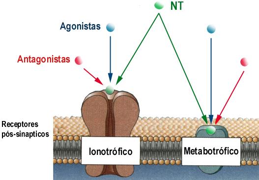 Modos de ação AGONISTAS: mimetizam o efeito do NT ANTAGONISTAS: inibem a ação do NT