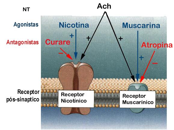 Neurotransmissor Receptores Agonistas Antagonistas Acetilcolina Muscarínico Nicotínico Muscarina Nicotina Atropina Curare Receptor Nicotínico Ionotrópico Fibras musculares