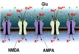 Neurotransmissor Receptores Agonistas Antagonistas Glutamato AMPA NMDA Kainato AMPA NMDA CNQX AP5 IONOTRÓFICO Receptores não-nmda (ou AMPA)