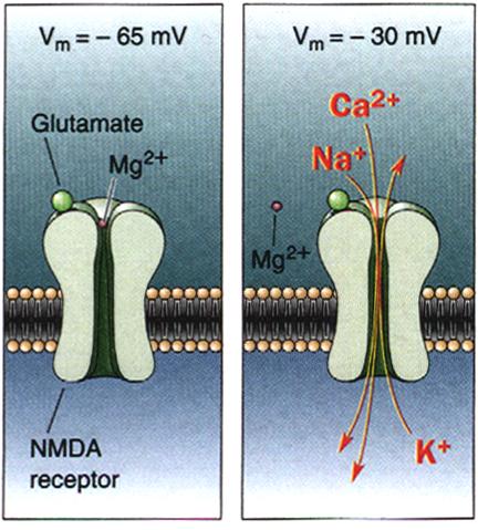 canal NMDA em repouso está obstruído pelo Mg ++.