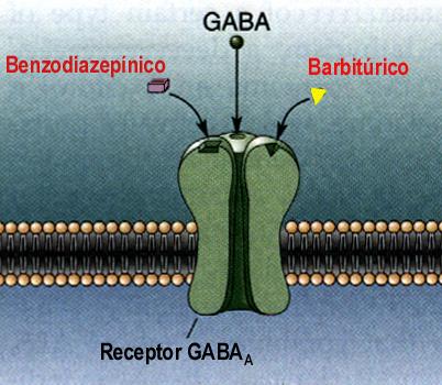 Neurotransmissor Receptor Agonista Antagonista GABA GABA A GABA B Muscimol Baclofen Bicuculina Faclofen Ambos são inibitórios GABA A : ionotrópico Abrem canais de Cl diretamente Causam