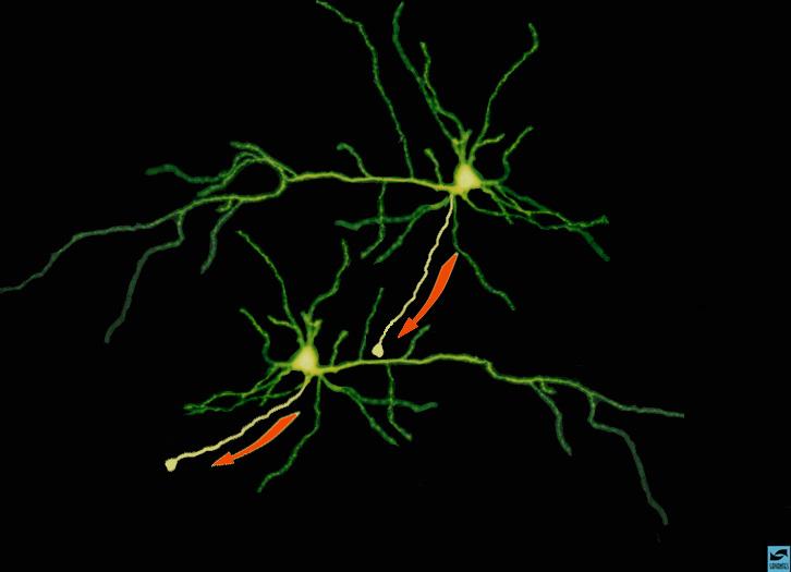 Neurônio pré-sináptico Neurônio