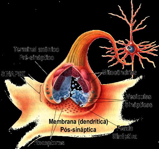 SINAPSE