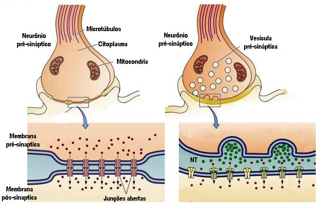 TIPOS DE SINAPSE Sinapses a) Sinapse Elétrica b) Sinapse Química Sem mediadores químicos