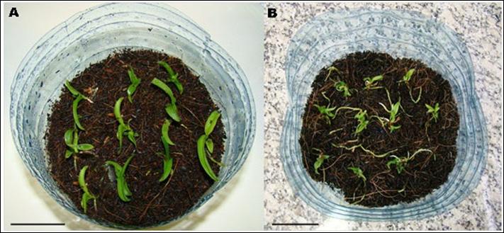 Otimização da Produção de Mudas de Catlleya labiata: Efeito da Sacarose no Crescimento In Vitro e na Aclimatização 5 Fotos: José Dionis M. Araújo Figura 5.