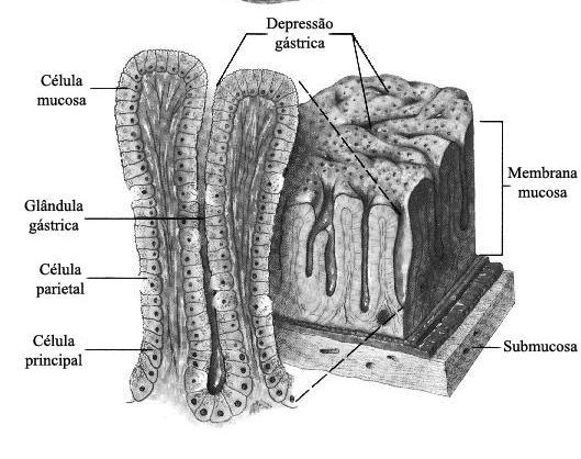 Estômago A Glândula gástrica contêm 3 tipos de células secretoras: Célula parietal- Secreta uma solução contendo acido clorídrico e fator intrínseco (auxilia na absorção de vitamina B 12 )