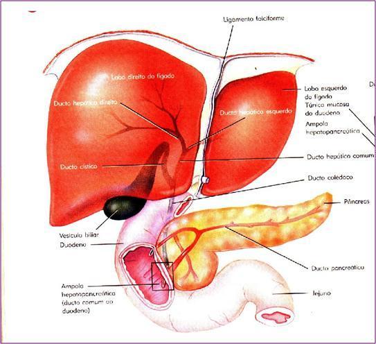 Pâncreas e fígado Estes dois órgãos possuem diversas funções sendo uma delas