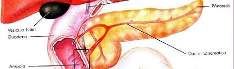 Pâncreas O pâncreas é associado ao intestino delgado próximo ao duodeno Secreta o suco pancreático que contêm a amilase