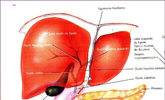Fígado O fígado é um órgão que possui múltiplas funções, entre ela pode-se destacar o armazenamento de glicogênio, deaminação de aminoácidos para produção de uréia,