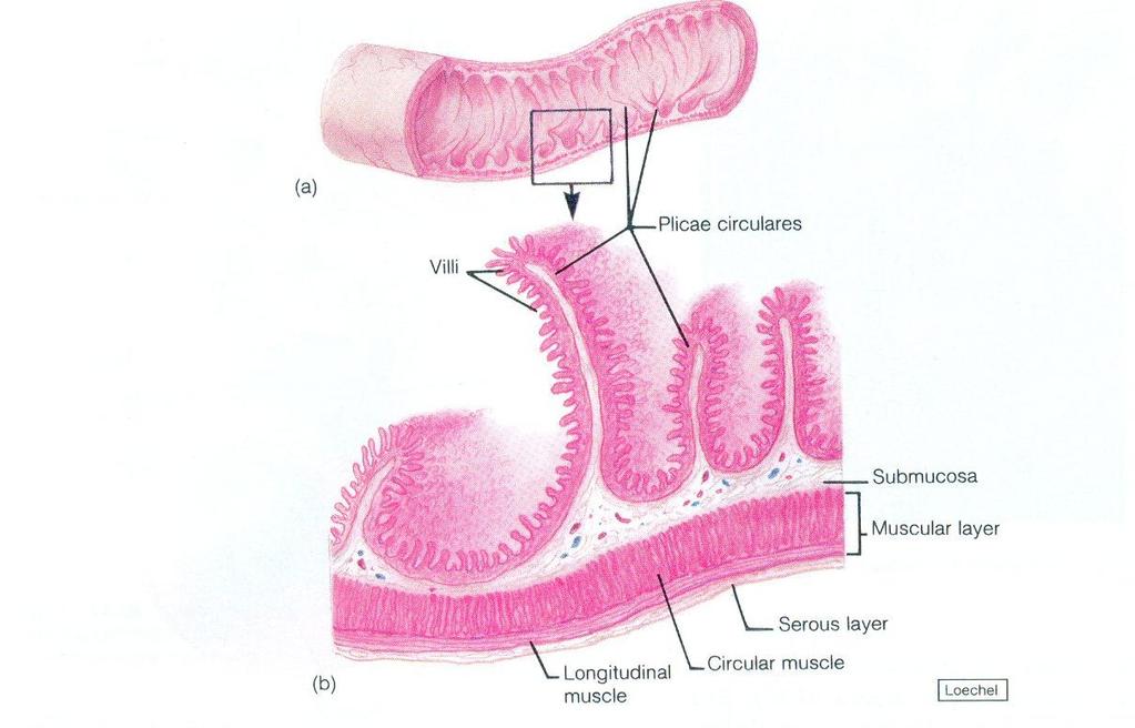 Parede do intestino delgado Parede do intestino delgado possui dobras chamadas pregas