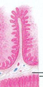 Parede do intestino delgado A parede do intestino delgado possui projeções