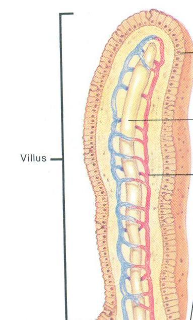 Parede do intestino delgado Borda em escova Célula absortiva As células epiteliais do