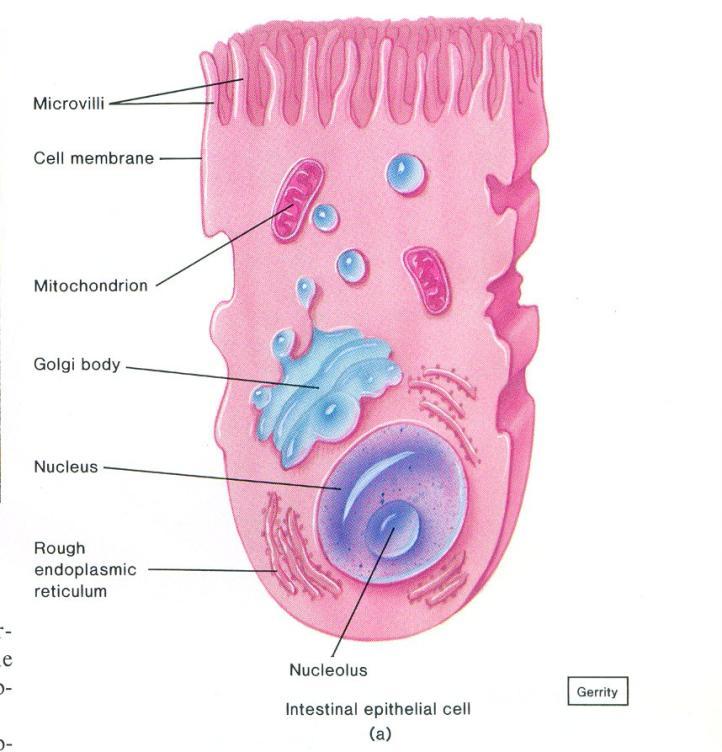 superfície da célula O aumento da superfície da parede do intestino devido a presença