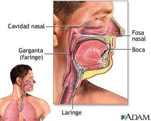 Faringe Esôfago = Garganta, ou tubo em forma de funil com cerca de 13 cm de comprimento que começa nas narinas internas e estende-se até o nível da cartilagem cricóidea, a cartilagem mais inferior da