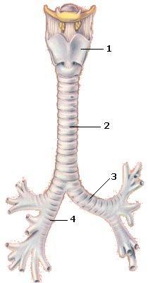 Traquéia e brônquios Traquéia - tubo cilíndrico com cerca de 12 cm de extensão