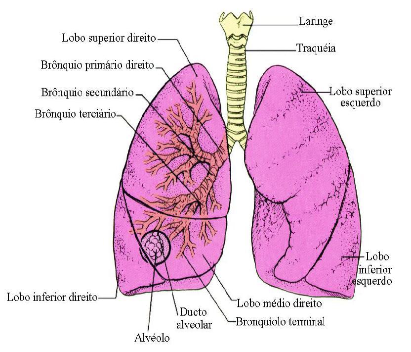 Pulmões O pulmão é um órgão esponjoso em forma de cone localizado na
