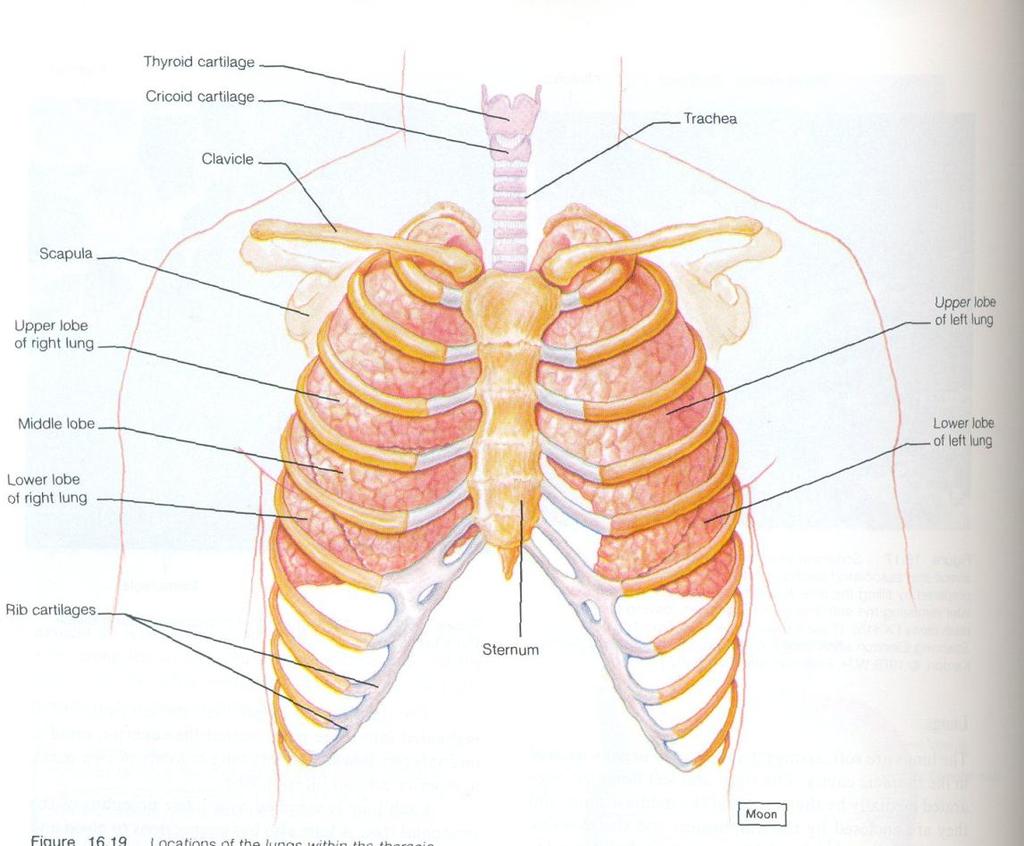 Caixa torácica Os pulmões se encontram na caixa torácica.
