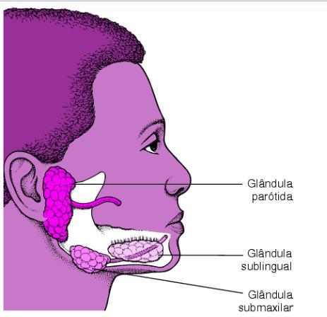 Glândulas salivares Glândula parótida- a maior das glândulas salivares. Secreta fluido rico em amilase.