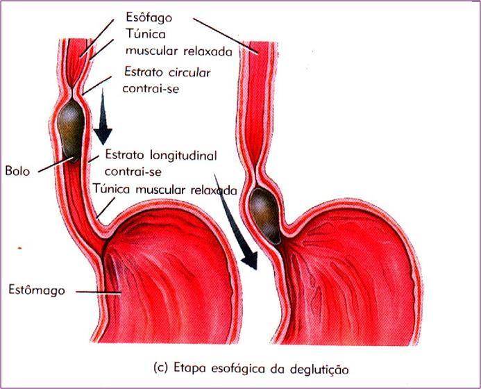 Faringe e esôfago Movimentos peristálticos (INVOLUNTÁRIO)