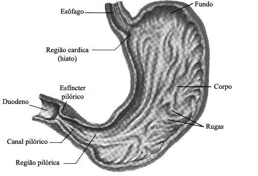Estômago Capacidade de cerca de 1 litro Região cárdica área próxima a abertura do esôfago Fundo - Age como área de armazenamento temporário Corpo - Parte