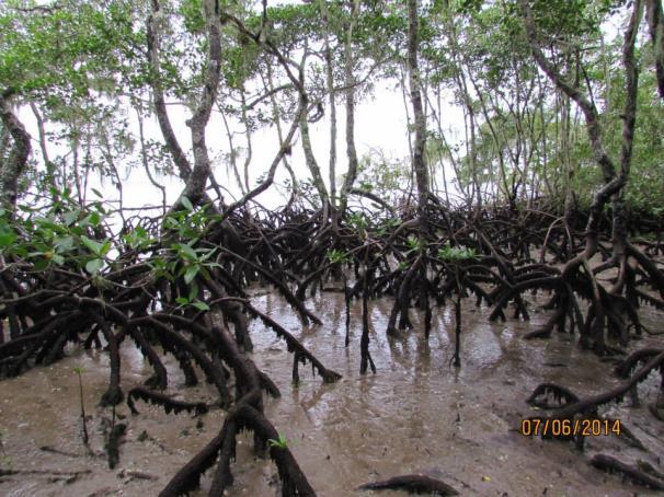 Exploração do Manguezal Atividade Passeio pelos manguezais próximos à comunidade com o reconhecimento da flora e fauna deste ecossistema