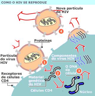 Como o HIV se reproduz Vírus HIV Material