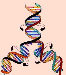 S (Synthesis): (2n 4C) Replicação do DNA Semiconservativa Assincrônica(réplicons) Bidirecional: 5 3 Semi-descontínua: Filamento