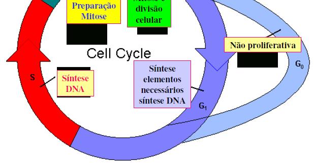 G2: Reparo (2n=4C) Ponto de