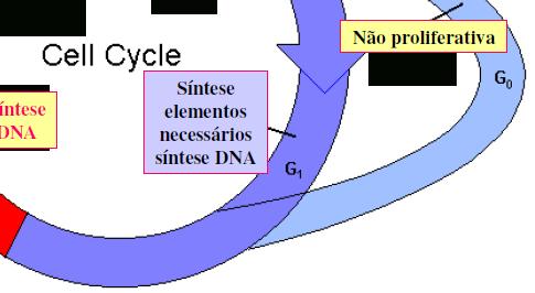 atuam na fase S; Ex: DNA