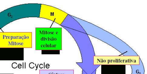 G1: (2n=2C) G (Gap) = Intervalo S (Síntese DNA) e M