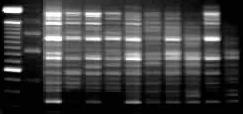 Entretanto, quando foram preparadas duas reações, usando DNA de um mesmo cultivar em bulk, em condições idênticas de preparo e amplificação em PCR e, posteriormente, aplicadas lado a lado no