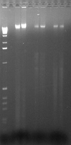 284 C.C.E. MENEZES et al. com a afirmativa de Ferreira & Grattapaglia (1996), que relataram que vários tipos de tecidos de plantas podem ser usados como fonte de DNA, inclusive sementes.