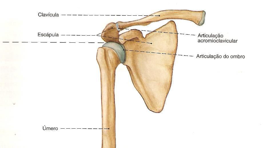 2 A região do ombro é formada por três articulações sinoviais - esternoclavicular, acromioclavicular e glenoumeral e uma articulação fisiológica, a escapulotorácica (ANDREWS et al, 2000).