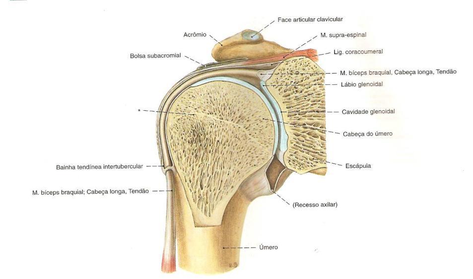 3 Segundo Norkin & Levangie (2001), o complexo do ombro consiste da escápula, clavícula e úmero. No qual servem como fixações para maioria dos músculos da articulação do ombro. Fig.