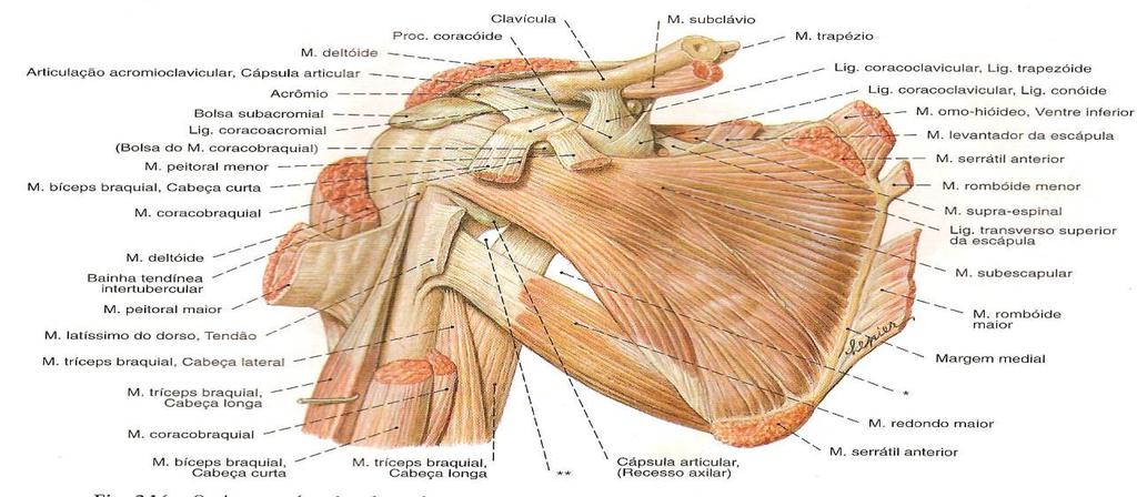 4 Para Starkey & Ryan (2001), a articulação acromioclavicular encontra-se na extremidade distal da clavícula e o processo acromial da escápula ela é sinovial e plana, é suportada pelo ligamento