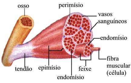 ESTRUTURA DO MÚSCULO Ventre. Tendão.