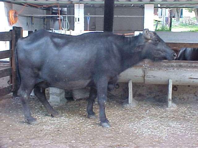 Gilete Primeira búfala que produziu mais de 5 mil kg