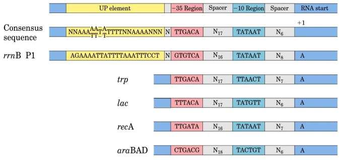 Transcrição Iniciação Sinais de início e fim da transcrição de um gene no DNA - flanqueiam a região a ser transcrita Fator sigma