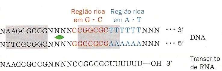 Transcrição Terminação região rica em AT que precedida de uma sequência Palindrômica - região AT forma interações DNA-RNA fracas - forma grampos de RNA autocomplementar efeito