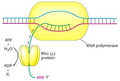 Dissociação DNA-RNA Fator Rho: helicase que