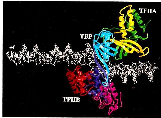 TATA-Binding protein = TBP - 25 bases a upstream