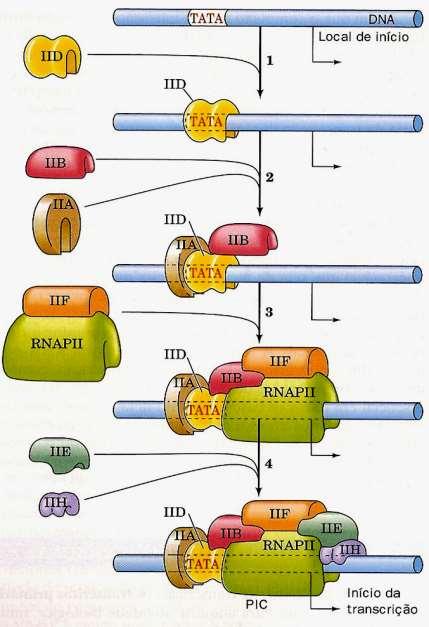Polimerização em Eucariotos Fatores Gerais de Transcrição Fosforilação da cauda da RNApol pelo TFIIH (atividade kinase) ativação da RNApol no modo extensão Ligação de outras proteínas evita o