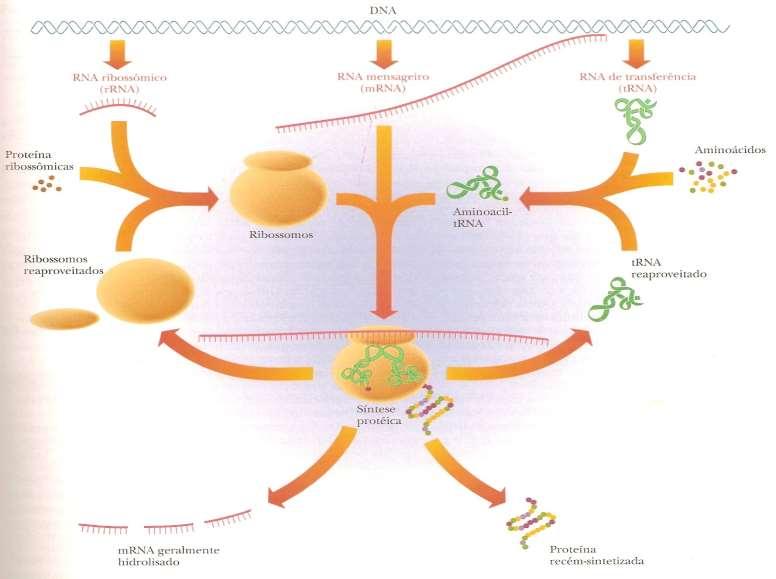 Ácidos Ribonucléicos - RNA